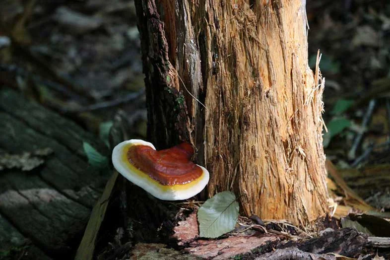 خواص گانودرما برای معده