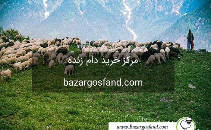قیمت دام زنده امروز تهران