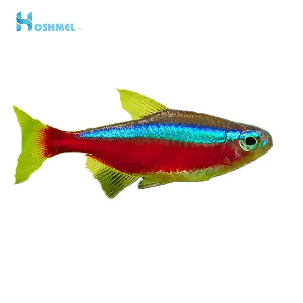 مقایسه تتراسایکلین و سولفات نئومایسین در درمان بیماری Swim Bladder در ماهی گلدفیش
