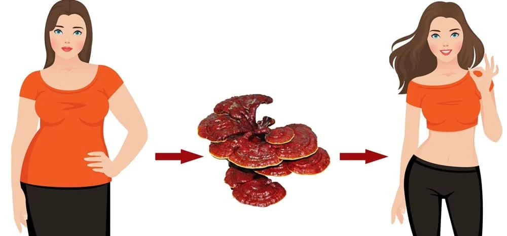 آیا گانودرما باعث کاهش جذب چربی در بدن می شود؟