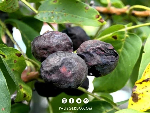 4 بیماری درخت گردو که اگر ندانید ضرر جبران ناپذیری دارد