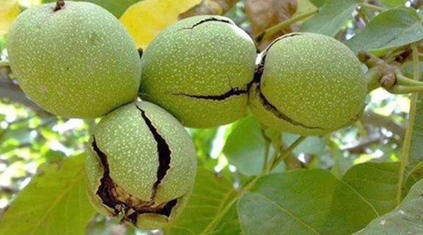 4 بیماری درخت گردو که اگر ندانید ضرر جبران ناپذیری دارد