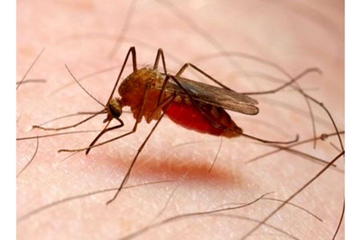 ۴۰ نفر در استان کرمان به مالاریا مبتلا شدند
