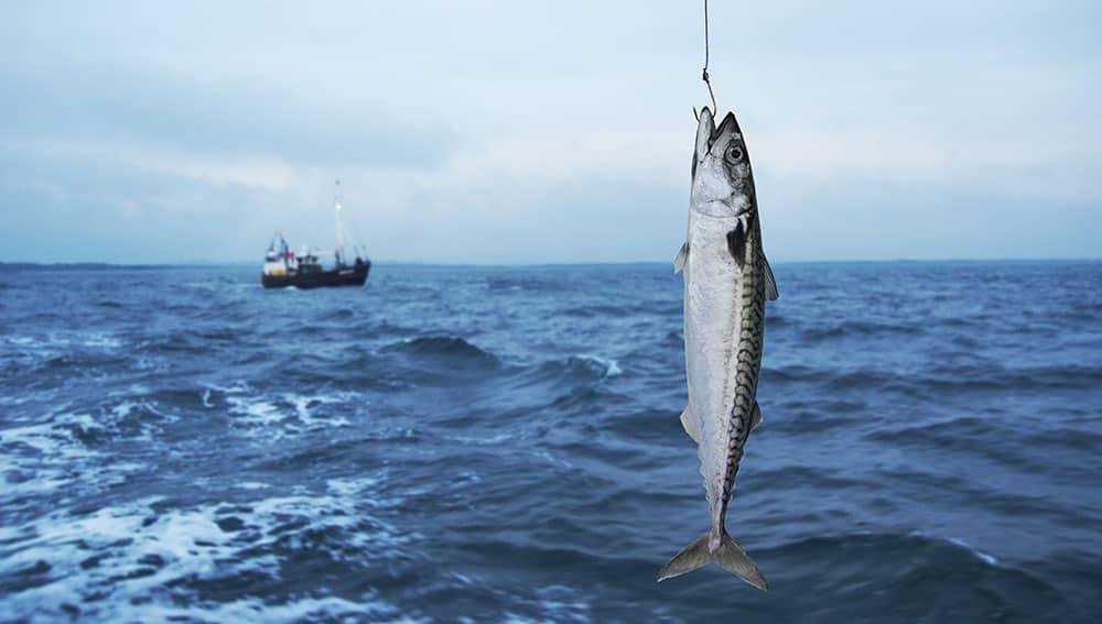  لوازم ماهیگیری | روش های خرید لوازم ماهیگیری ـ قلاب ماهیگیری 