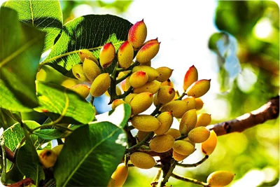 بیشترین باردهی درخت پسته چه زمانی است؟