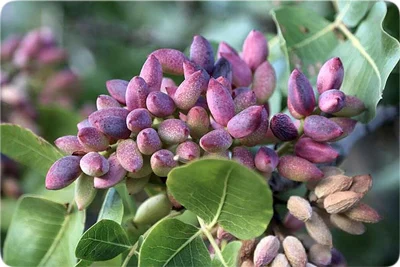 بیشترین باردهی درخت پسته چه زمانی است؟
