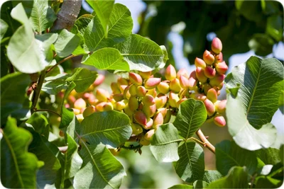 بیشترین باردهی درخت پسته چه زمانی است؟