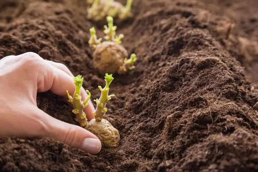 بآدام زمینی روش کاشت سیب زمینی بدون خاک