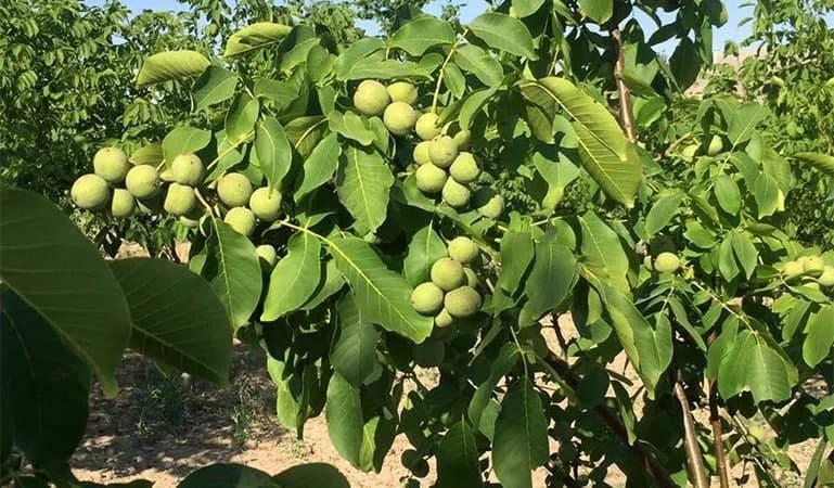 درخت گردو چقدر طول میکشد تا بار دهد