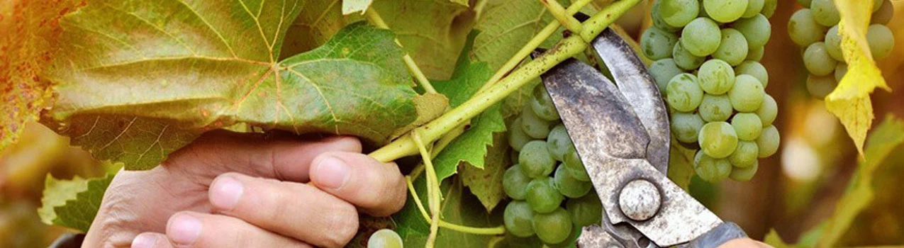 هرس درخت انگور در ارومیه