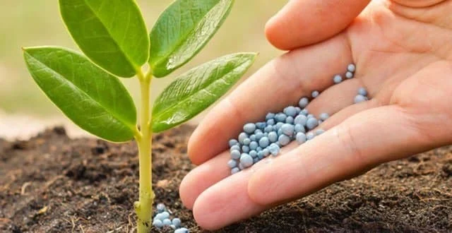 بهترین کود برای رشد نهال گردو