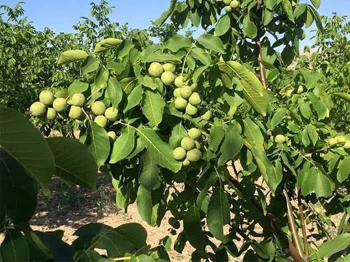 بهترین نهالستان گردو ایران