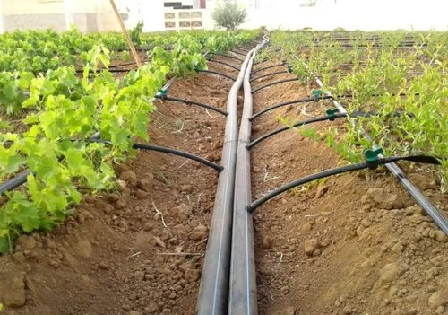 آموزش آبیاری قطره ای باغ