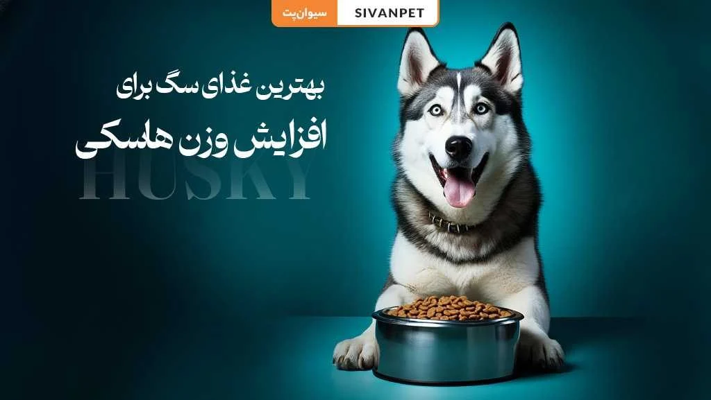 10 بهترین غذای سگ برای افزایش وزن سگ هاسکی