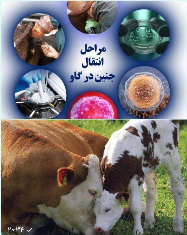 پیگیری برای اجرای طرح رویان در دام سنگین توسط جهاددانشگاهی خراسان شمالی