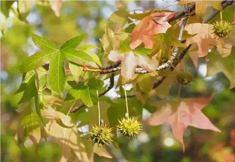 قیمت نهال عنبرسائل؛ بررسی عوامل مؤثر بر قیمت و نحوه خرید