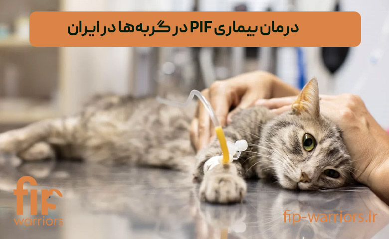 درمان FIP (اف آی پی) گربه ها: آیا امکان پذیر است؟