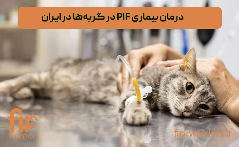 درمان FIP (اف آی پی) گربه ها: آیا امکان پذیر است؟