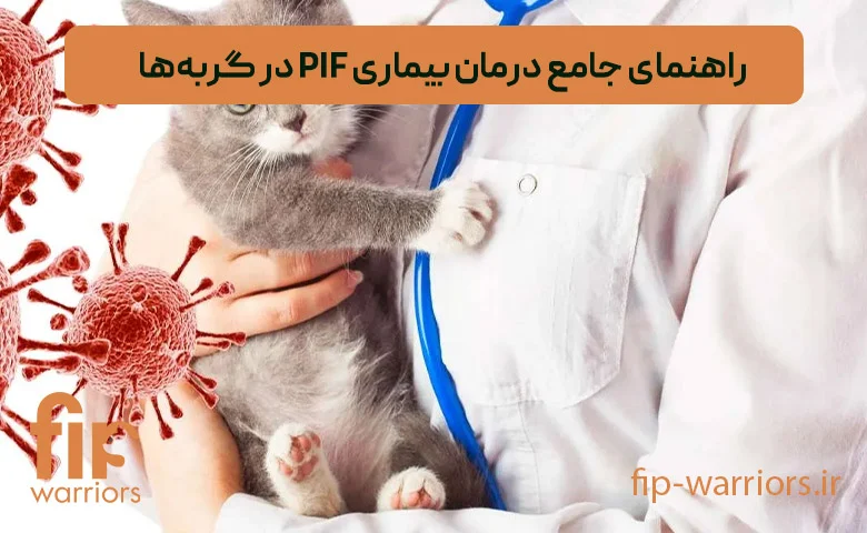 درمان FIP (اف آی پی) گربه ها: آیا امکان پذیر است؟