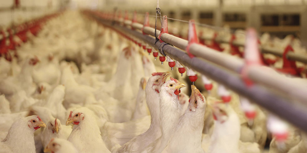 گرمتاب برای گرمایش سالن‌های مرغداری