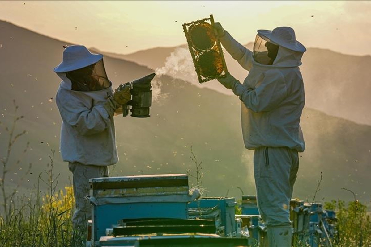 عسل صادراتی